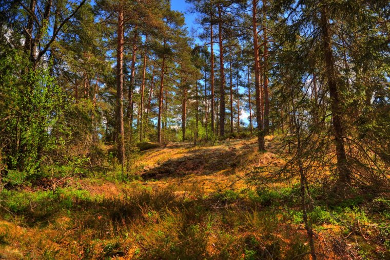 Гостилицкий заказник Ломоносовский район