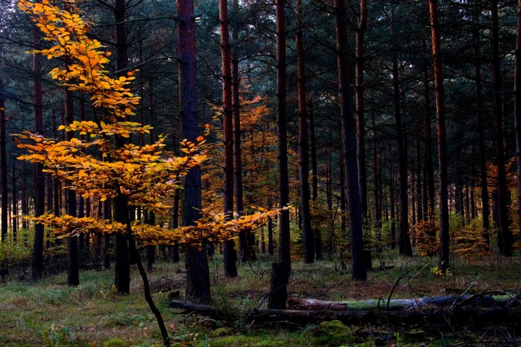 Хвойный лес осенью