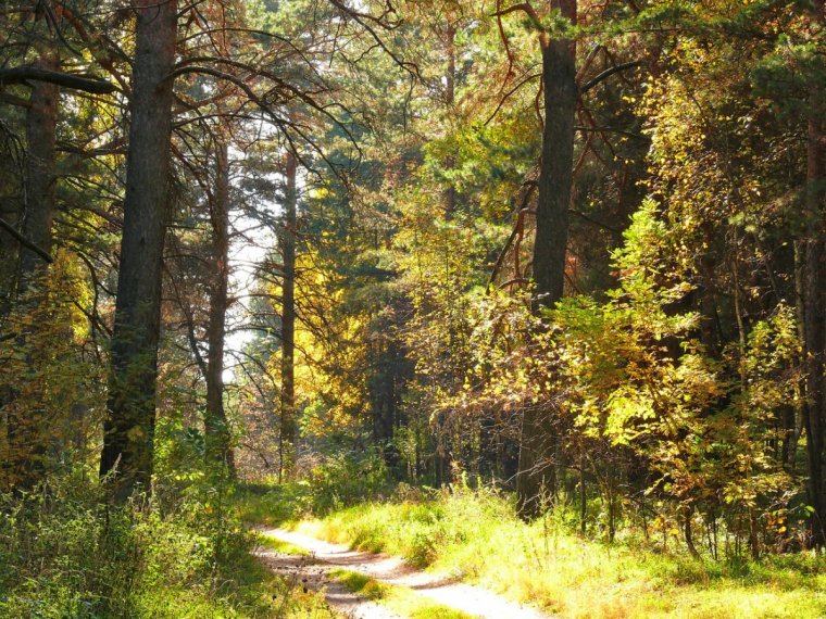 Сосновый Бор опушка