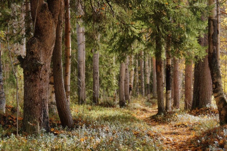 Еловый лес Воронеж
