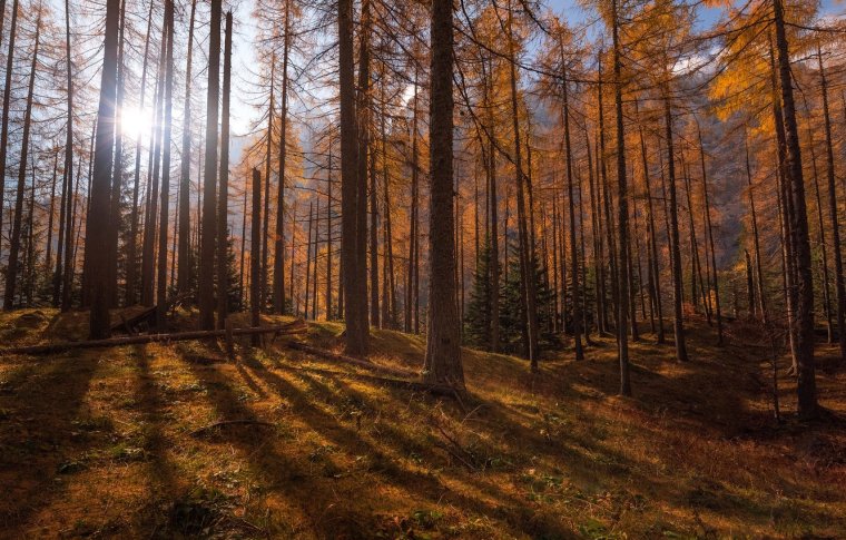 Осенний хвойный лес