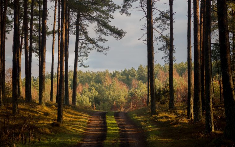 Лес еловый Бор Солнечный