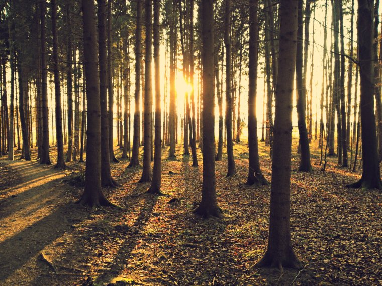 Осенний хвойный лес