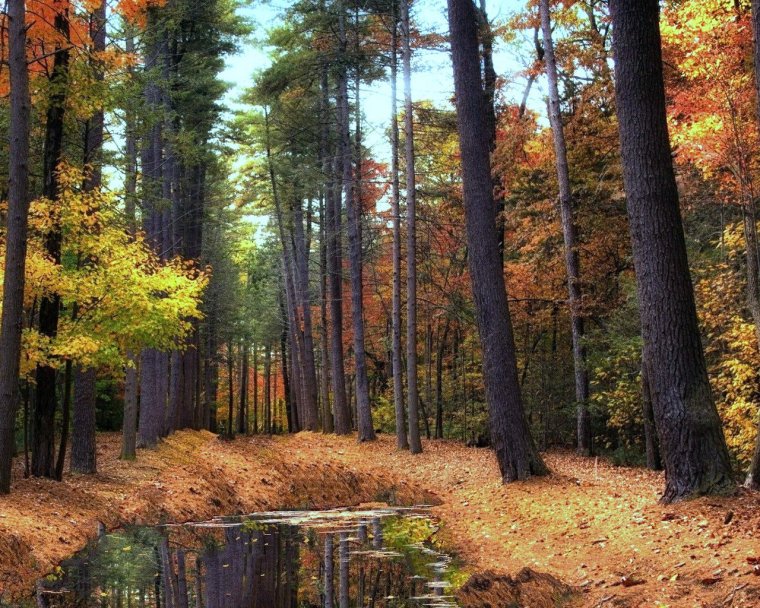 Кедровый лес осень