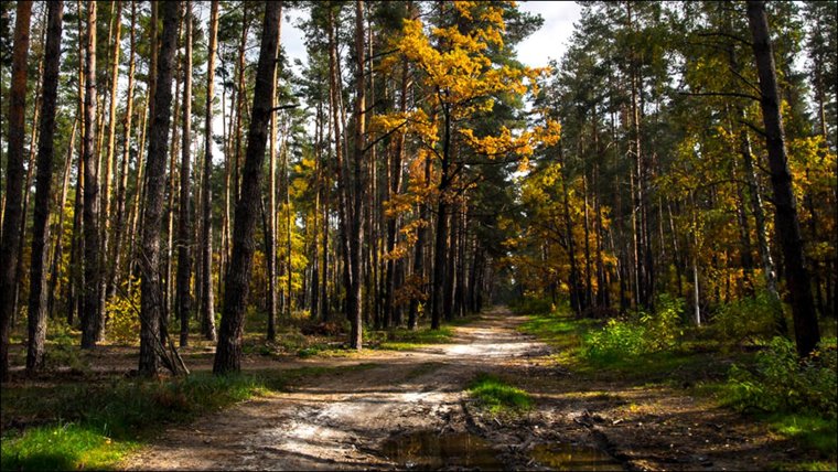 Сосновый Бор лес Курск