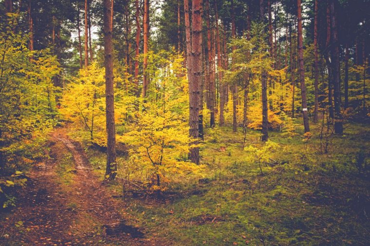 Сосновый лес осень