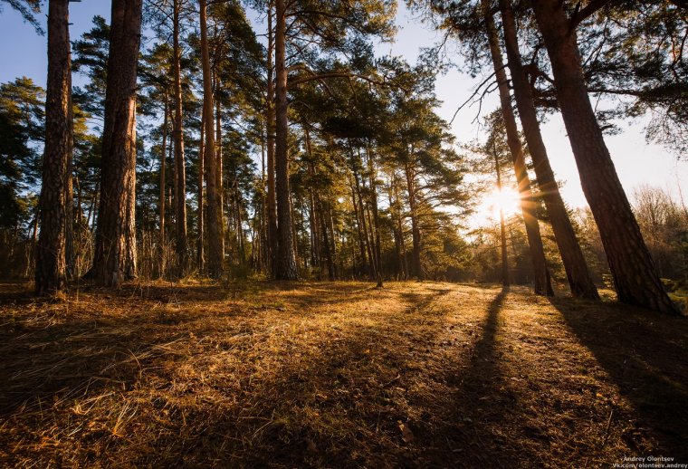 Сосновый Бор в Подмосковье лес