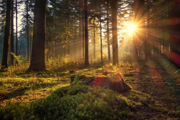 Раннее утро в лесу