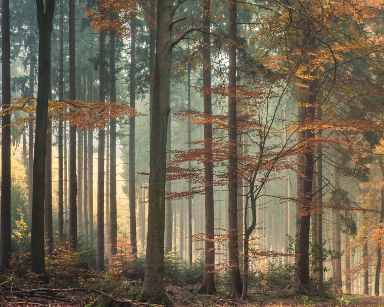 Сосновый лес