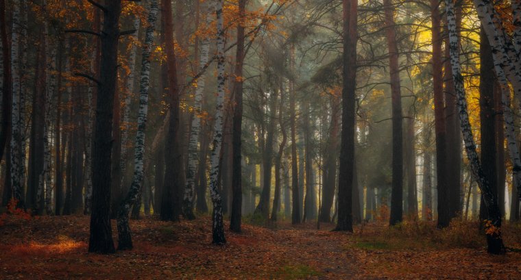 Сосновый лес осень