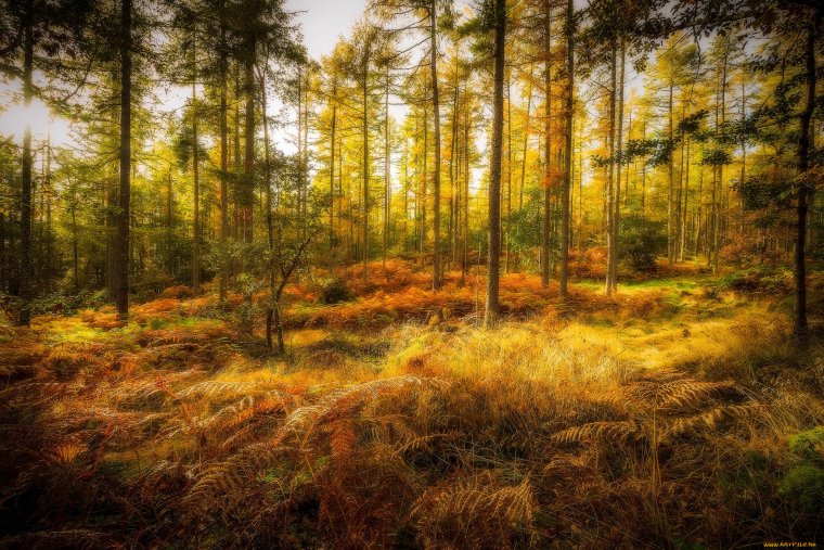 Осенний лес простор