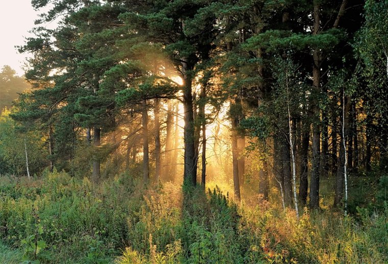 Утро в Сосновом Бору