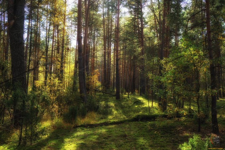 Лес Бор роща