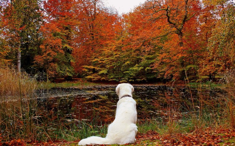 Собака осень