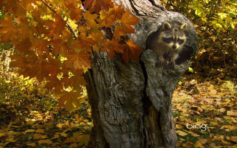 Осень в лесу животные