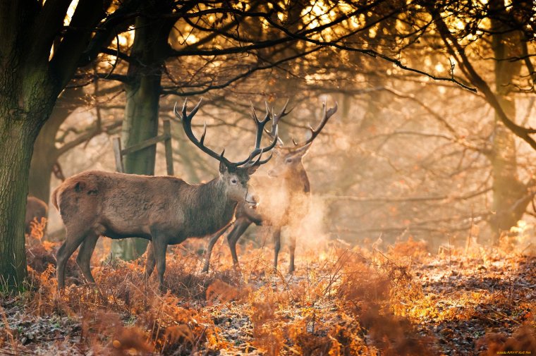 Олень в лесу