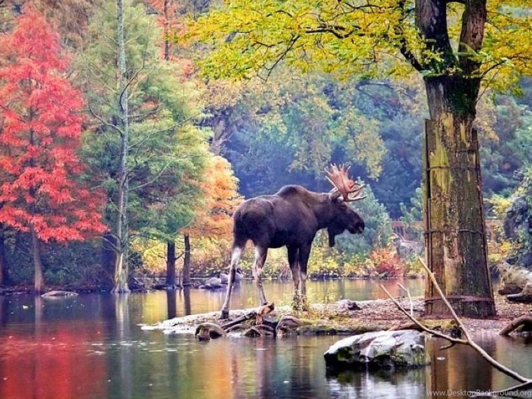 Осенний пейзаж с животными