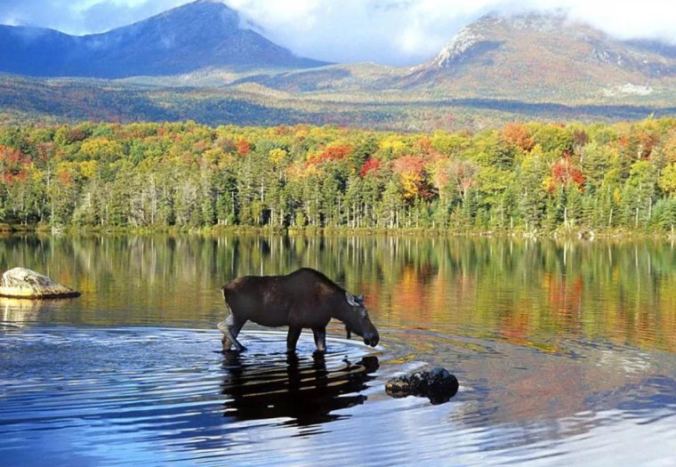 Лось Джергинский заповедник