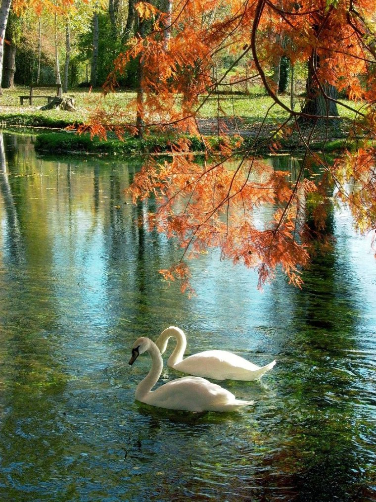 Екатерининский парк осень озеро лебеди