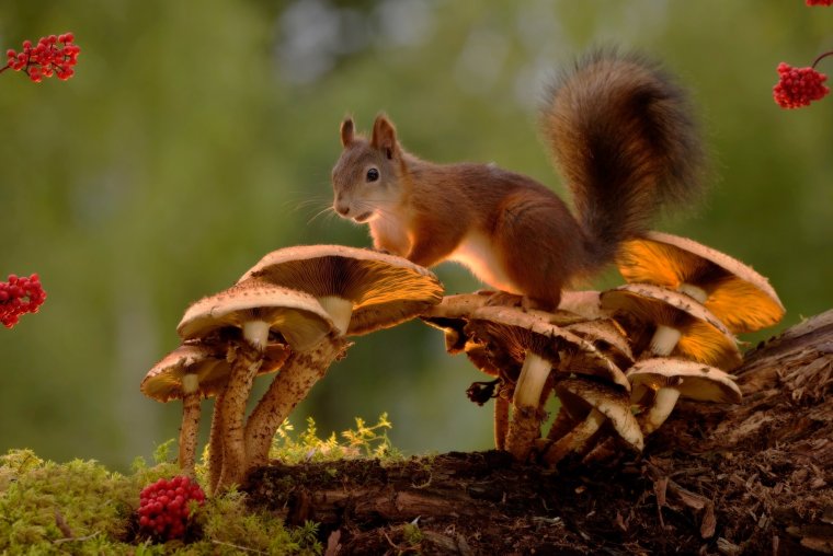 Животные осенью