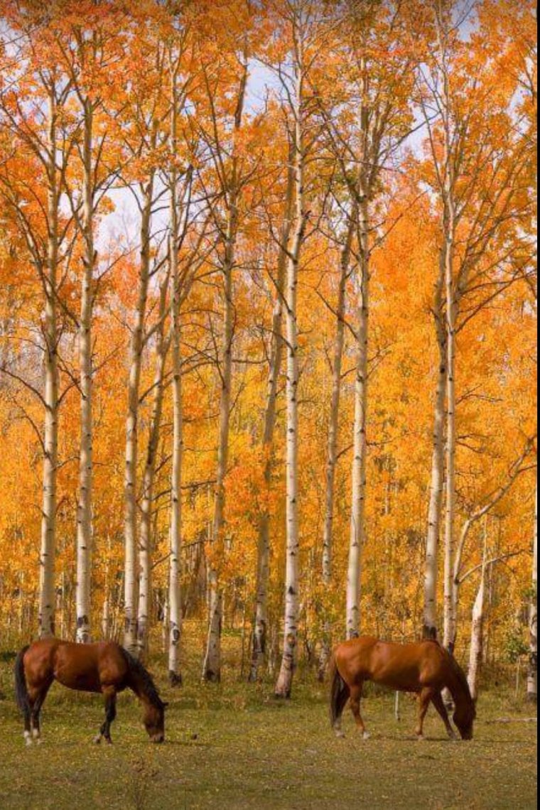 Лошадь в осеннем лесу