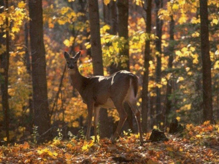 Животные осенью в лесу
