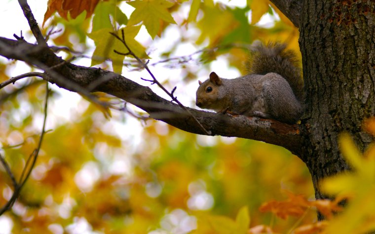 Обои на рабочий стол животные осенью