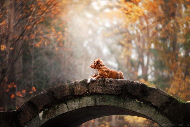 Животные города осень