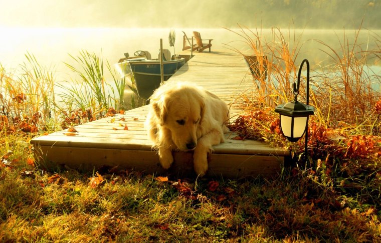 Пейзаж с собакой