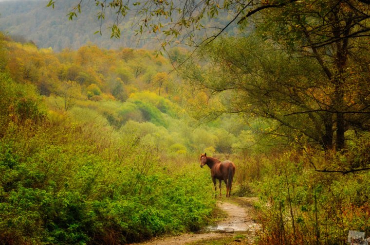 Красота русской природы животные