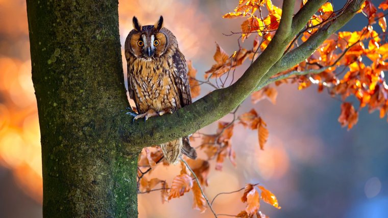 Животные осенью