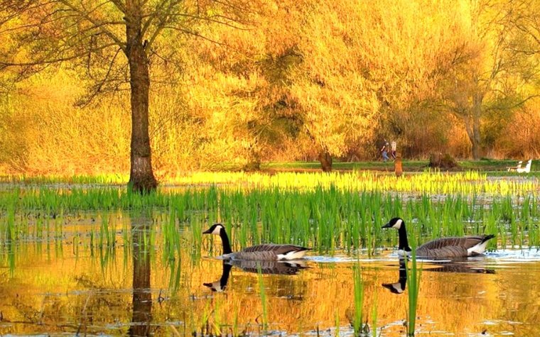 Осенний пейзаж с утками