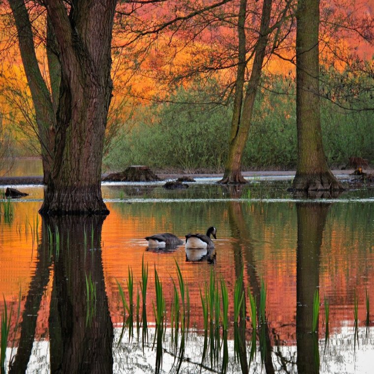 Осенний пейзаж с утками