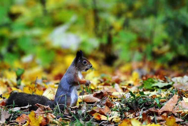 Осенние фото подборки