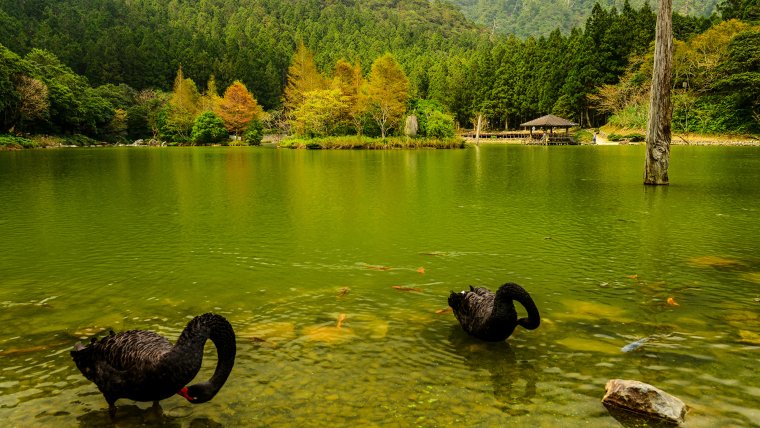 Озеро с животными