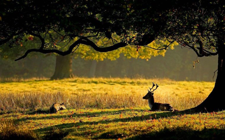 Красивые пейзажи природы с животными