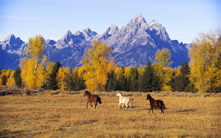 Лошадь горы и лес
