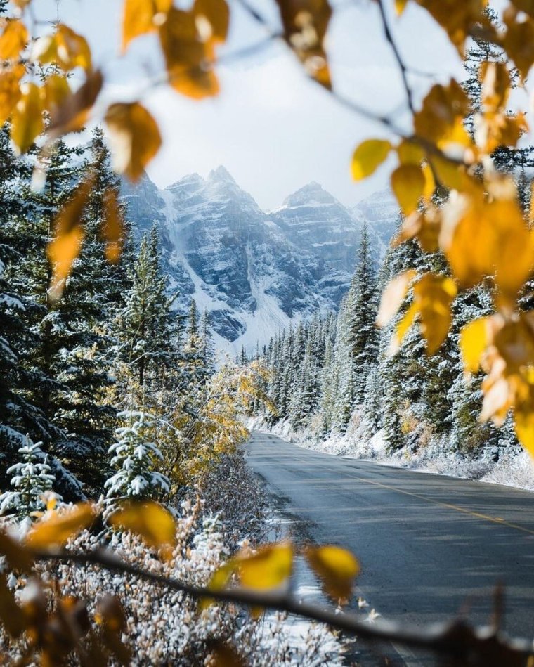 Предзимье рябина