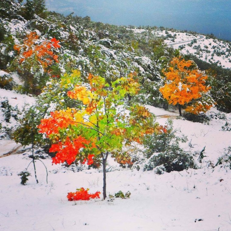 Рябина поздней осенью