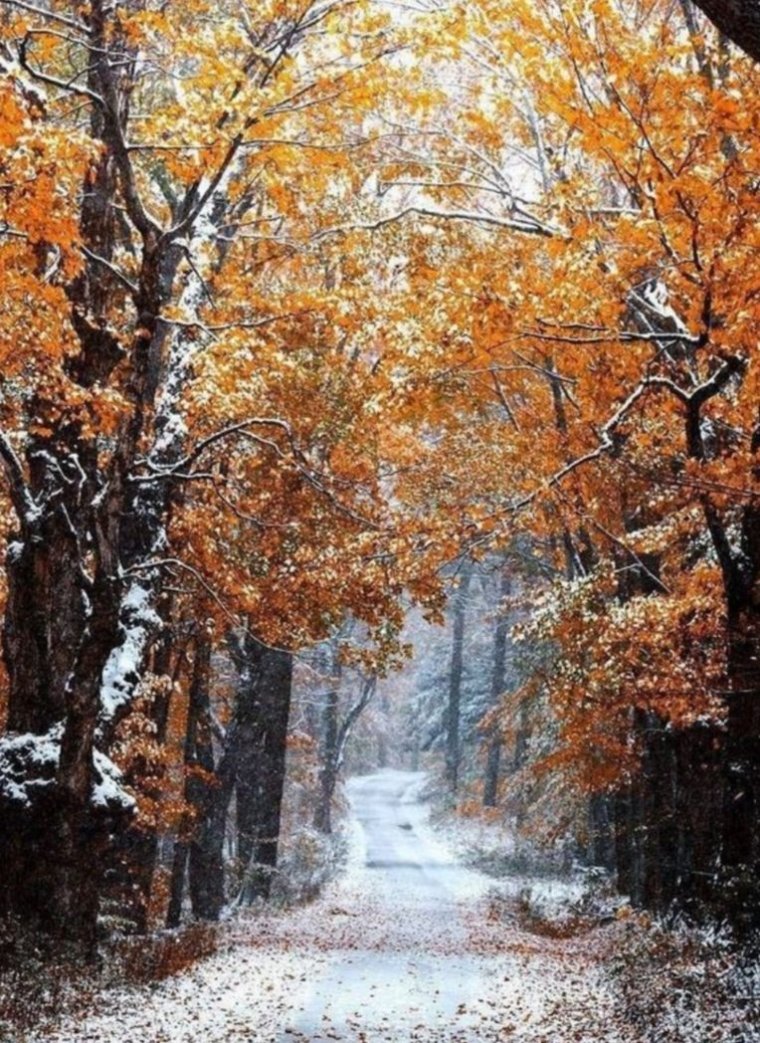 Поздняя осень природа