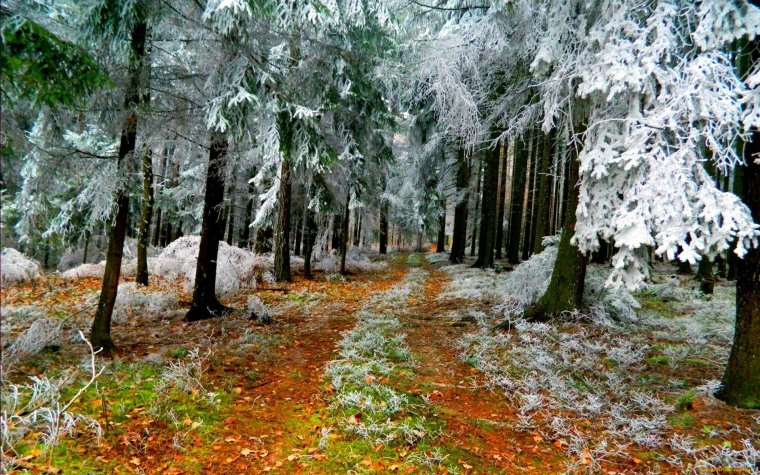 Солнечный зимний день