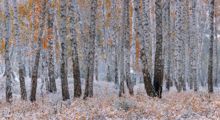 Ноябрь пейзаж