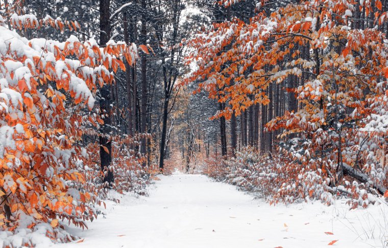 Снежная осень