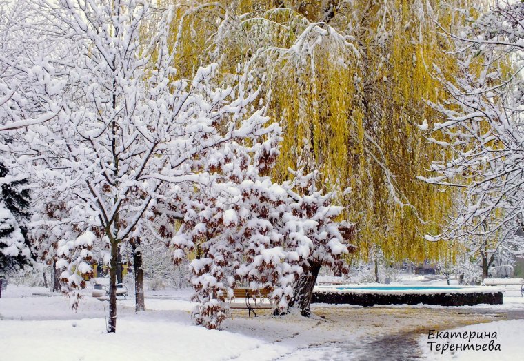 Беловежская пуща природа зима