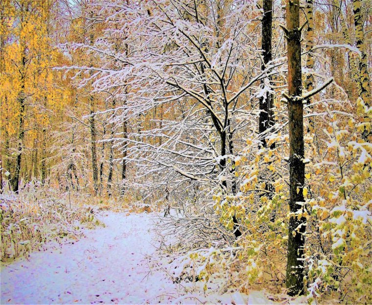 Первый снег осень картинки для фотошопа