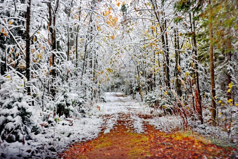 Осенне зимний лес