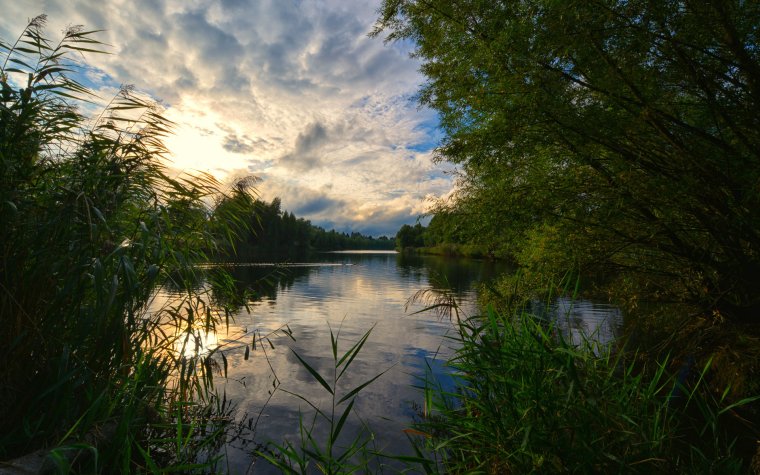 Берег озера в лесу