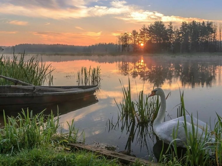 Тишина природы