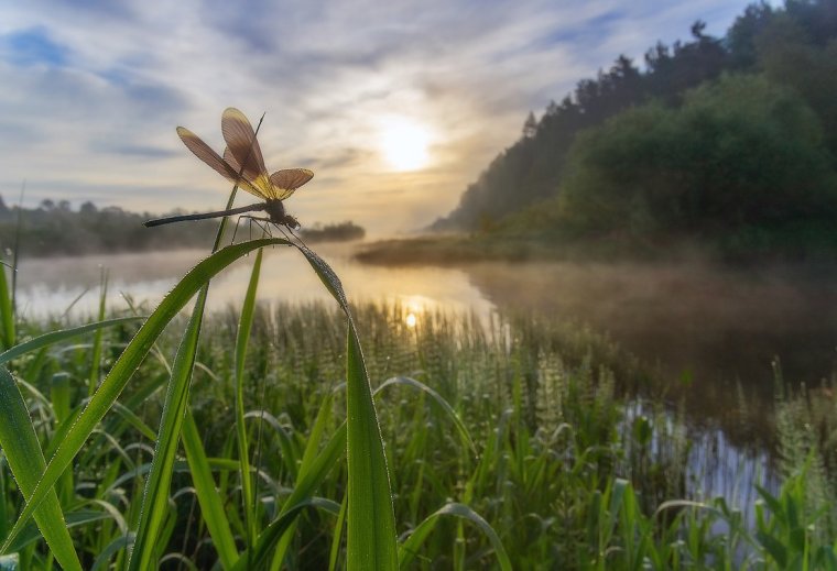 Стрекоза на лугу