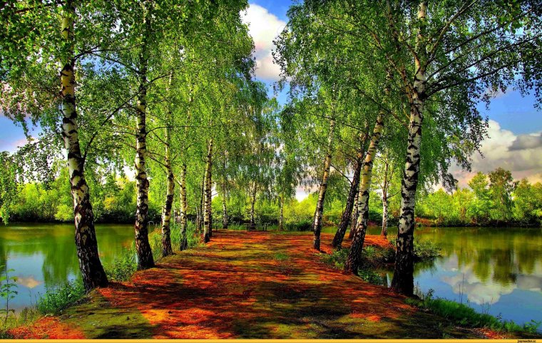 Березы парк Валдай +